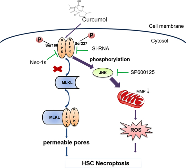 Curcumol induces RIPK1/RIPK3 complex-dependent necroptosis via JNK1/2 ...