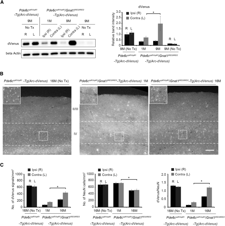 Figure 3