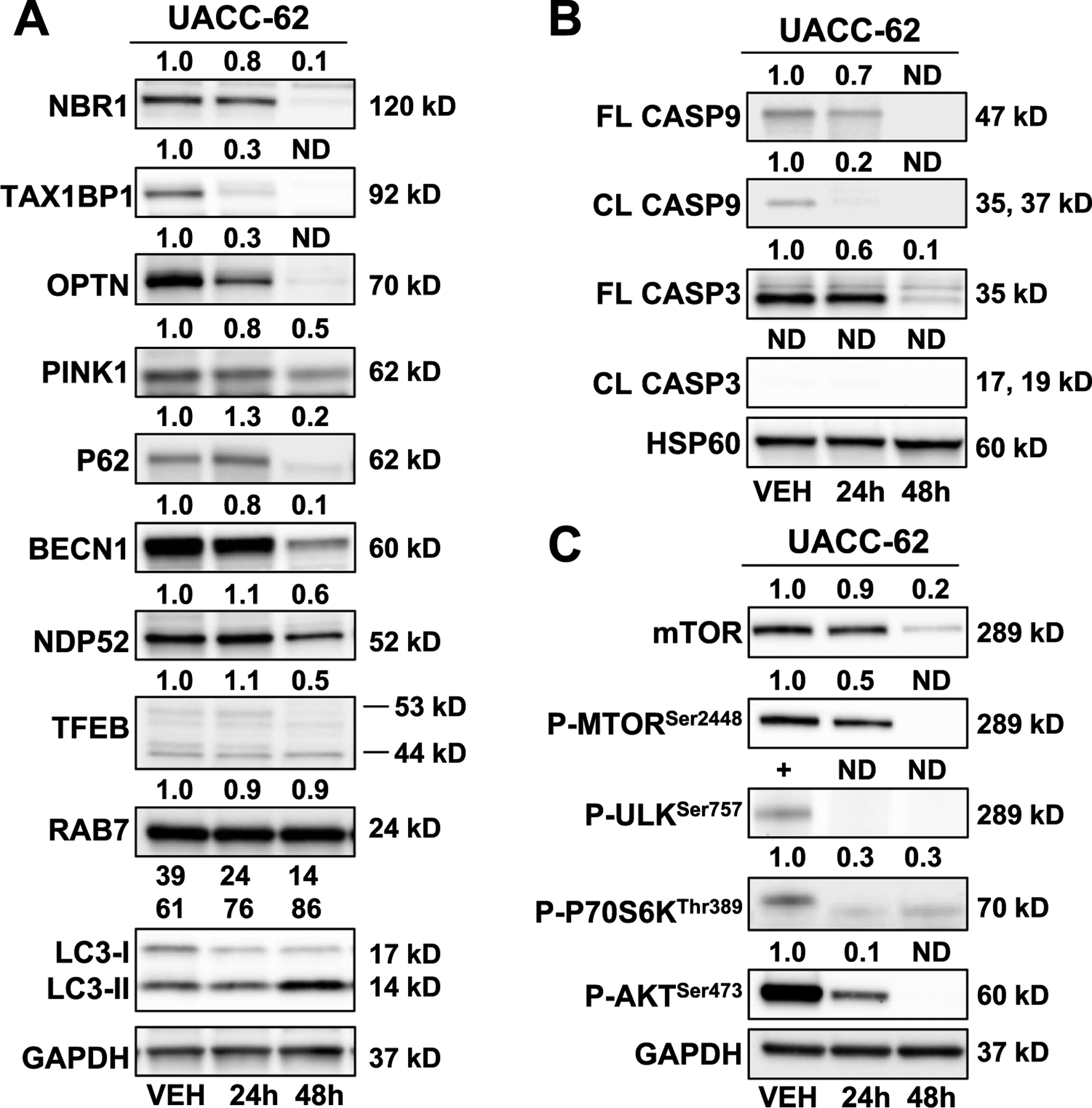 Fig. 6.