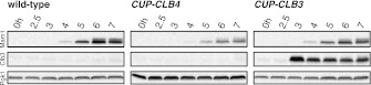 Figure 3—figure supplement 2.