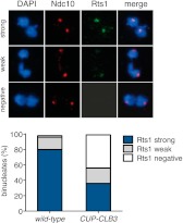 Figure 4—figure supplement 10.