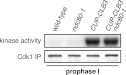 Figure 5—figure supplement 9.