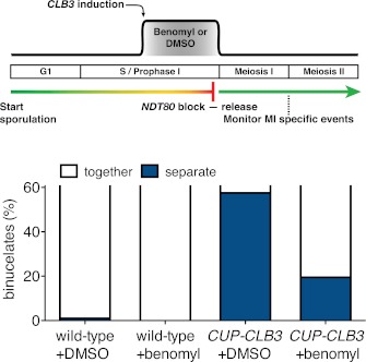 Figure 5—figure supplement 6.