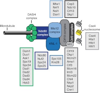 Figure 6—figure supplement 1.