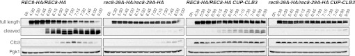 Figure 4—figure supplement 5.