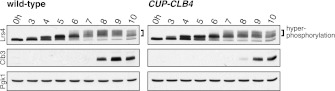 Figure 3—figure supplement 3.