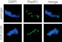 Figure 2—figure supplement 6.