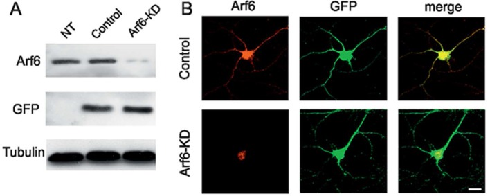 Figure 1—figure supplement 2.