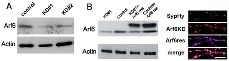 Figure 5—figure supplement 1.