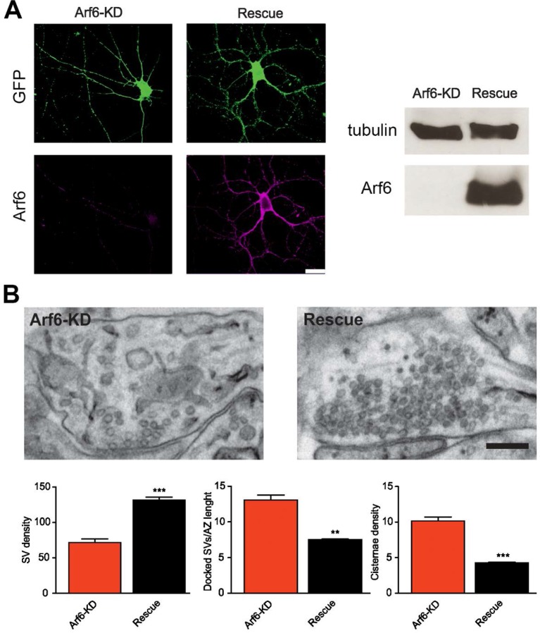 Figure 1—figure supplement 3.