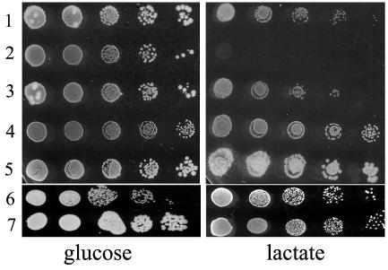 FIG. 6.