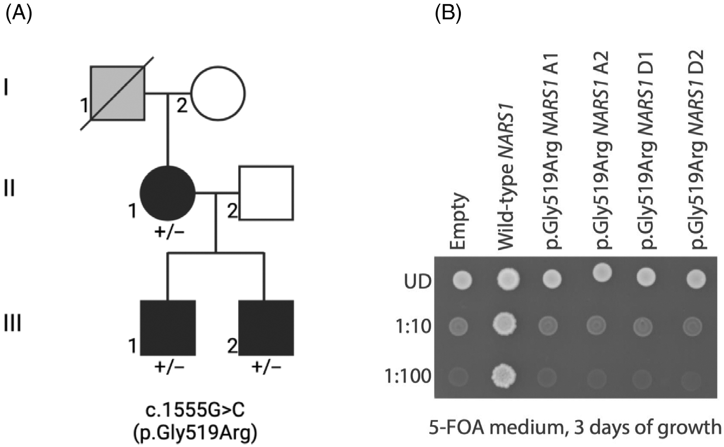 FIGURE 1