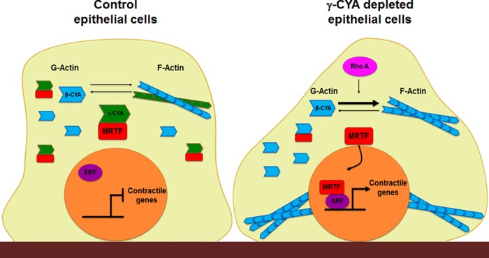 FIGURE 10: