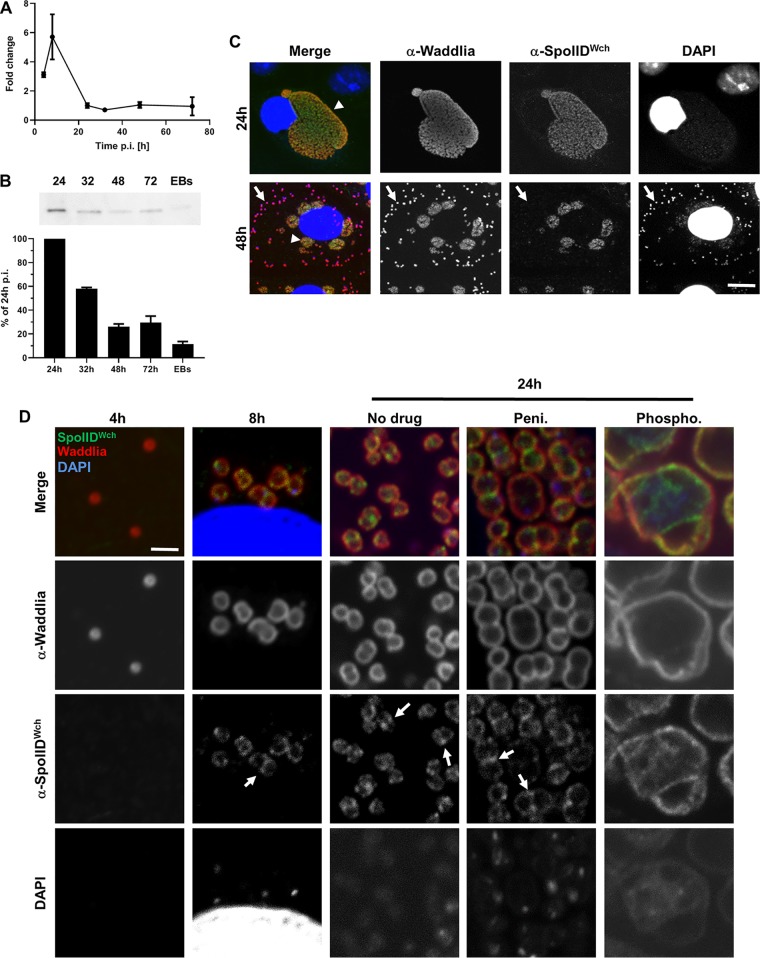 FIG 3