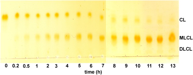 Fig. 1.