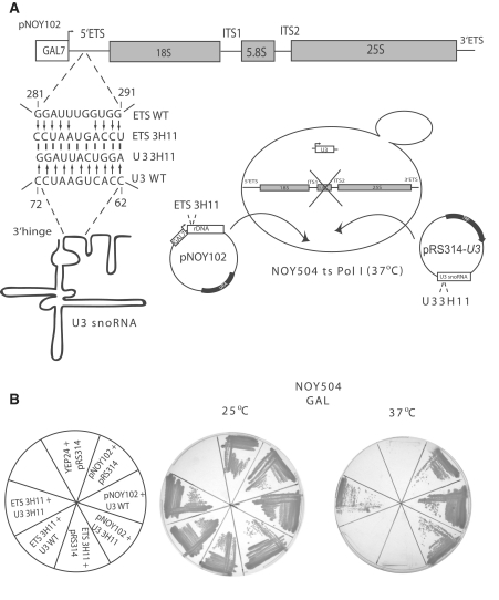 Figure 7.