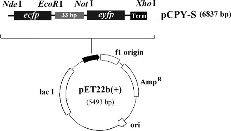 FIG. 1.