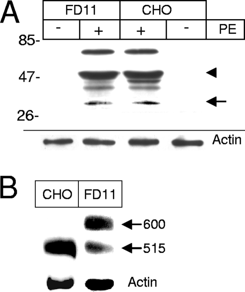 FIG. 7.