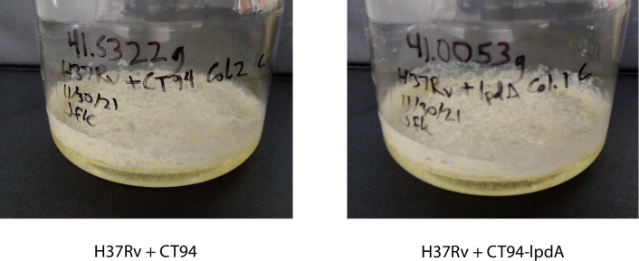 Figure 7—figure supplement 1.