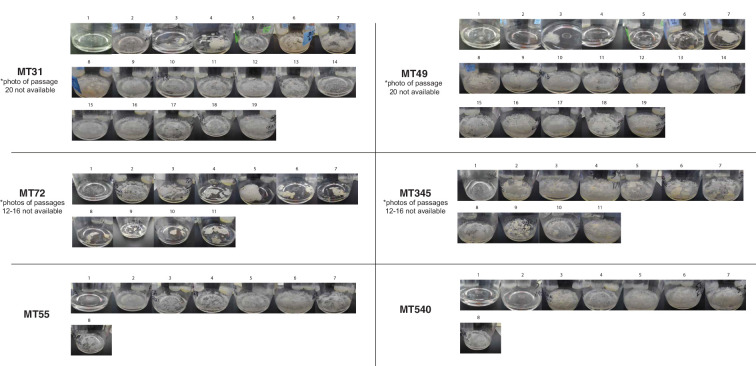 Figure 1—figure supplement 1.