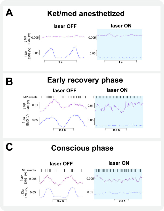 Figure 8—figure supplement 2.