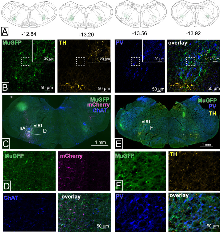 Figure 3—figure supplement 1.