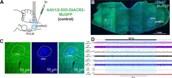 Figure 2—figure supplement 2.