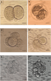 Fig. 9