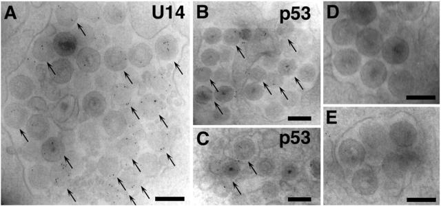 FIG. 7.