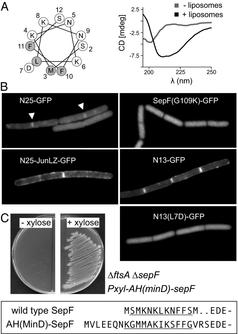 Fig. 8.