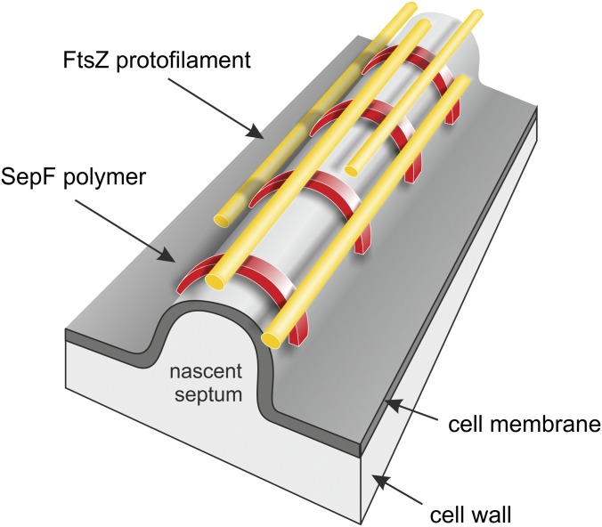 Fig. 10.