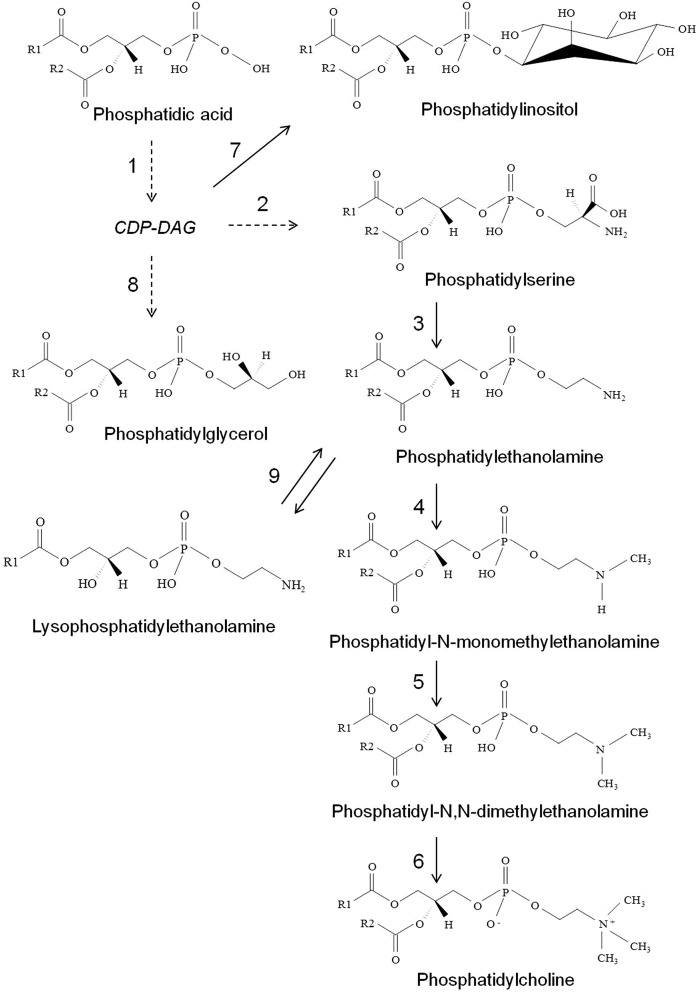 Fig. 7.