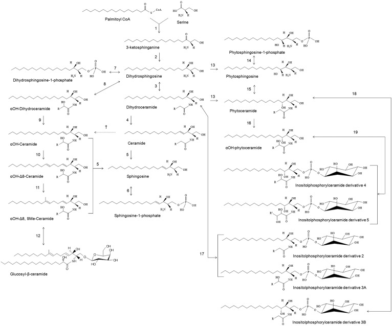 Fig. 3.