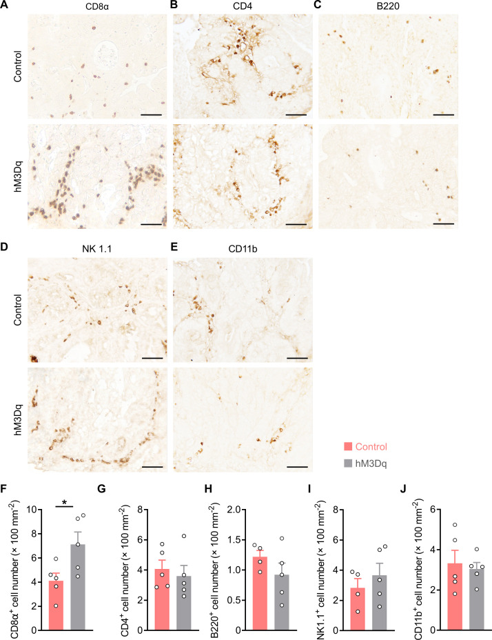 Figure 1—figure supplement 3.