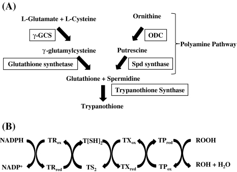 Fig. 7