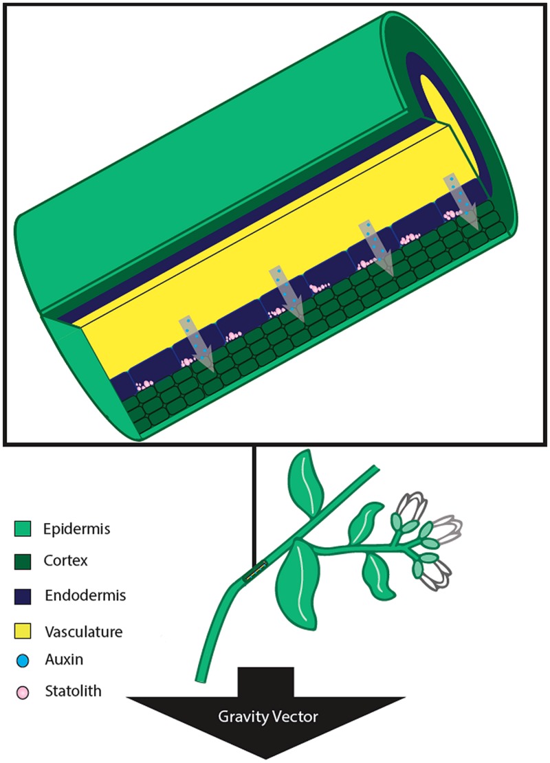 FIGURE 2