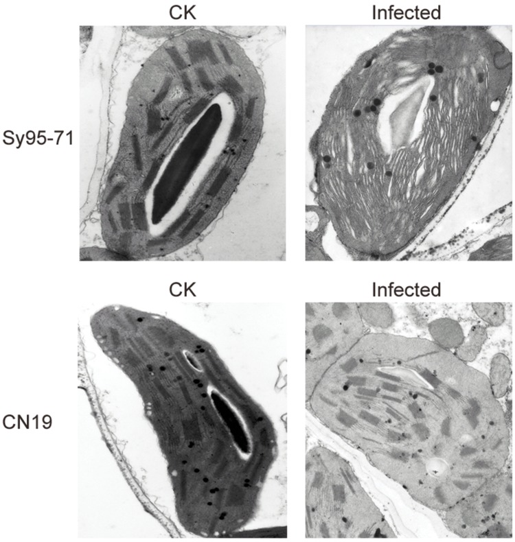 FIGURE 9