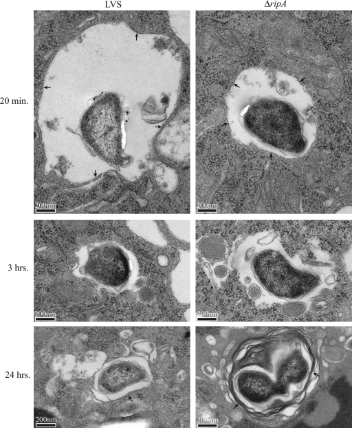 FIG. 5.