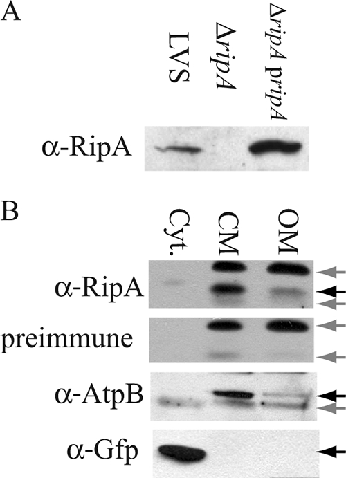 FIG. 7.