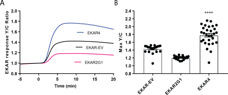 Figure 1—figure supplement 1.