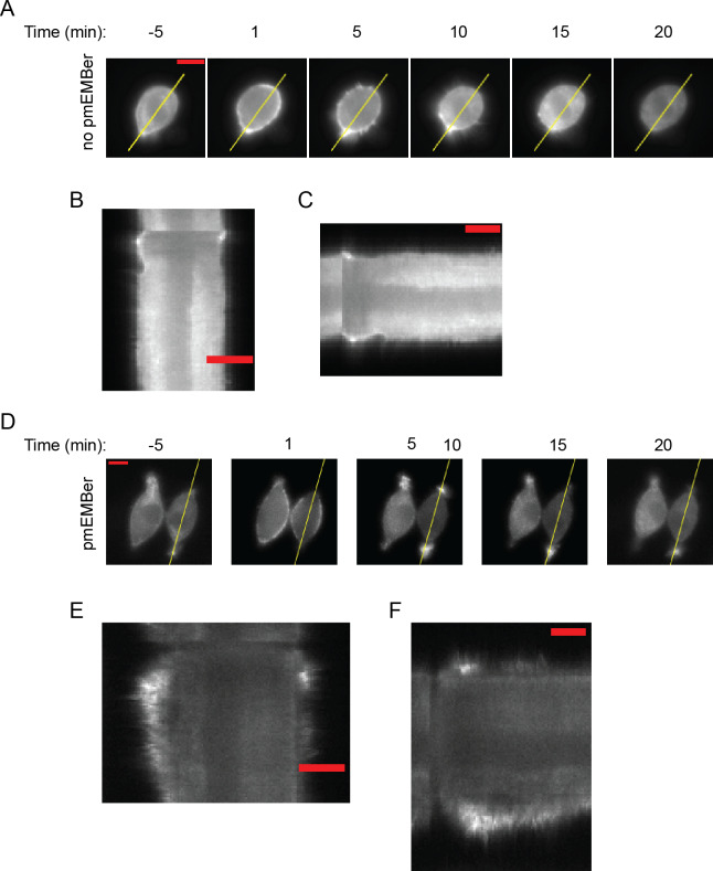 Figure 4—figure supplement 2.