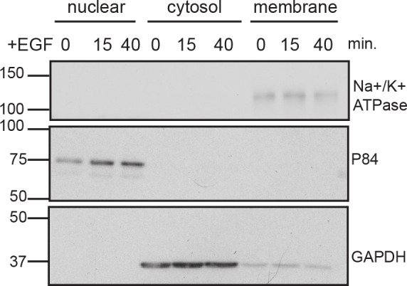 Figure 2—figure supplement 3.