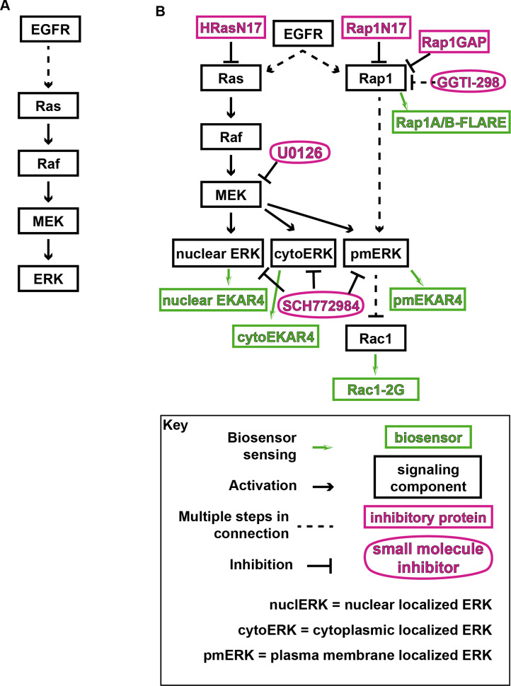 Figure 3—figure supplement 1.