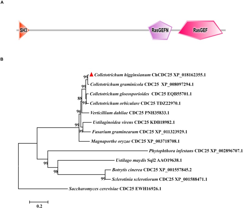 FIGURE 1