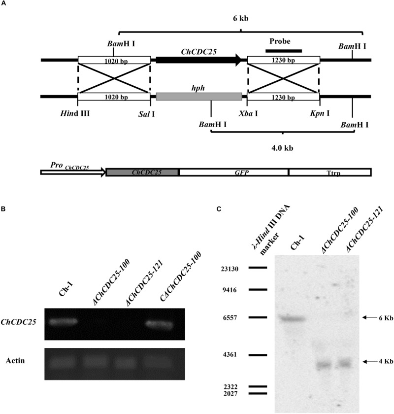 FIGURE 2