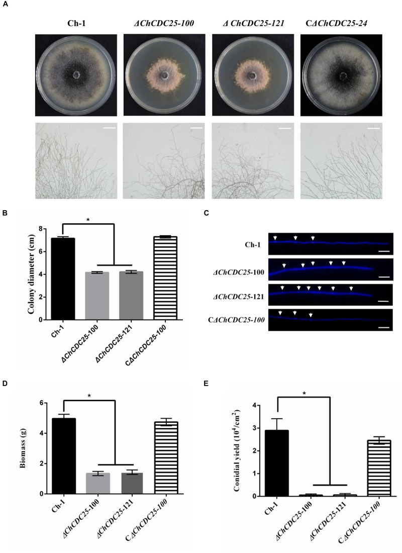 FIGURE 3