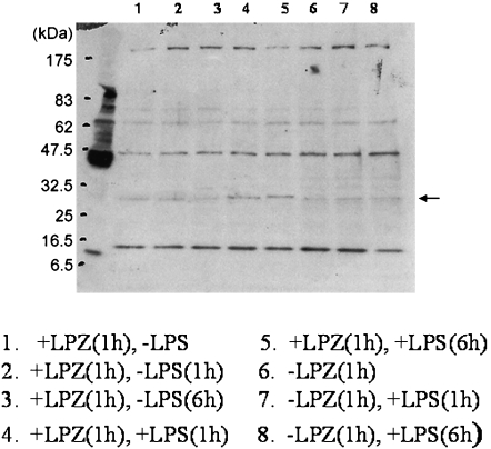 Fig. 7