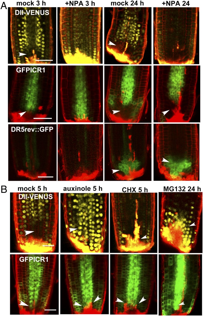 Fig. 4.