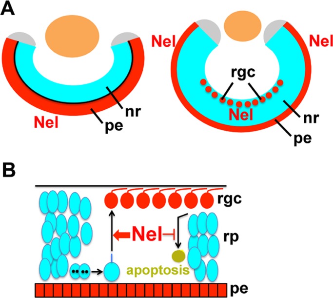 FIGURE 9: