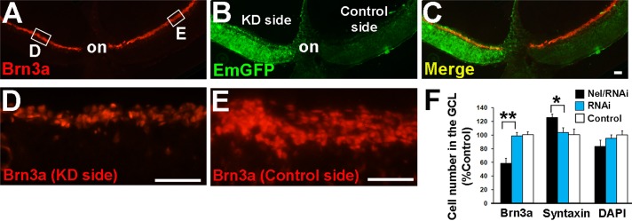 FIGURE 4: